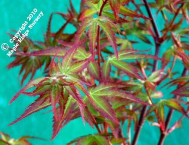 Acer palmatum 'Yama hime' - mapleridgenursery